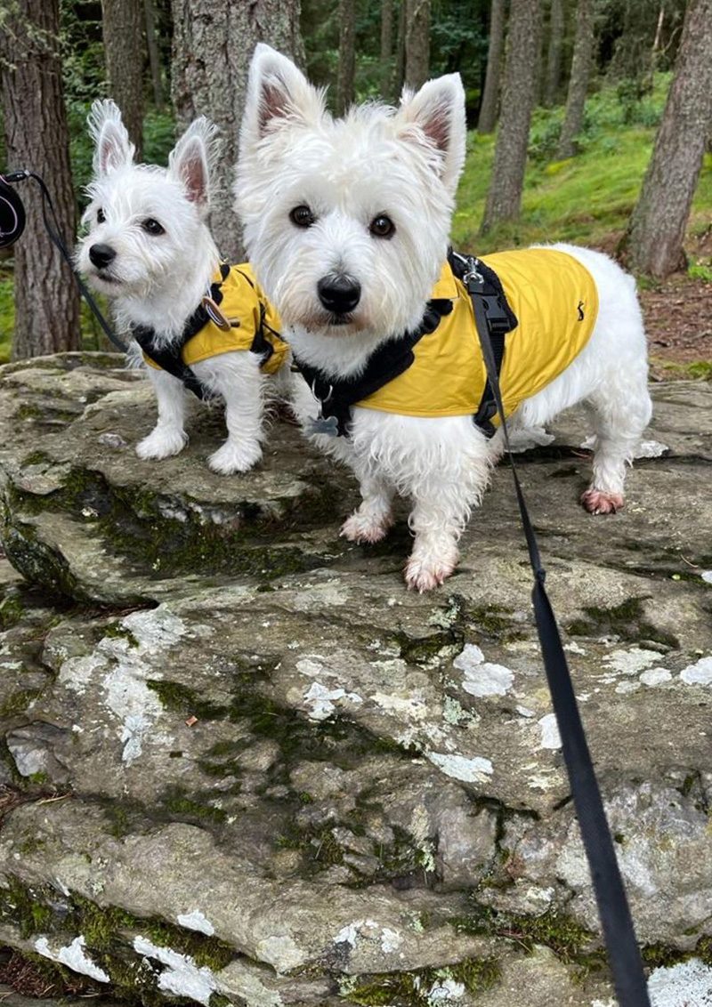 Mollie & Willow, Wellbeing Officers at The HR Practice